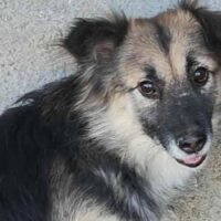 Kimi (Rüde) - geb. 10/2022 - ca. 38cm - 10kg