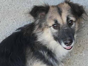 Kimi (Rüde) - geb. 10/2022 - ca. 38cm - 10kg