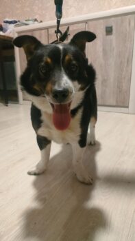 Timmy (33 cm klein / ca. 4 Jahre) 💔 Lebte an der Kette 💔Wurde mit Essensresten gefüttert