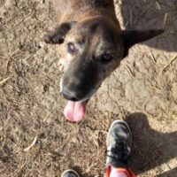 TIGRIC - ein fröhlicher Zwerg mit großem Herz (30cm/10kg)