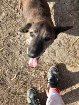 TIGRIC - ein fröhlicher Zwerg mit großem Herz (30cm/10kg)