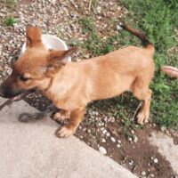 Unser kleiner SAMMY - ein fröhlicher Herzensbub sucht Geborgenheit (30 cm / 5 kg)