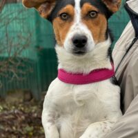 Ich heiße Viktor ....