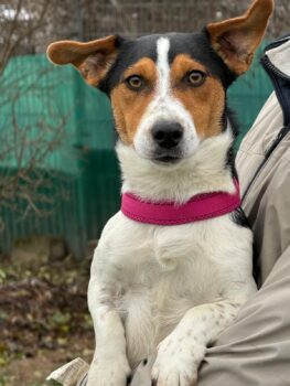 Ich heiße Viktor ....