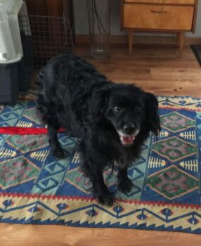 Hundedame Ronna verliert ihr Zuhause, dringend End- oder Pflegeplatz gesucht