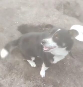 Timmy (33 cm klein / ca. 4 Jahre) 💔 Lebt an der Kette 💔Wird mit Essensresten gefüttert