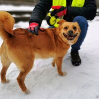 Charlotte: Weibchen • geb.ca. 2014-2016 • 40cm • 15kg