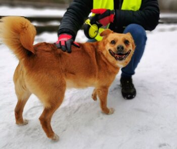 Charlotte: Weibchen • geb.ca. 2014-2016 • 40cm • 15kg