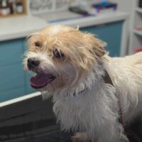 WOLKE - ca. 35 cm - Rüde