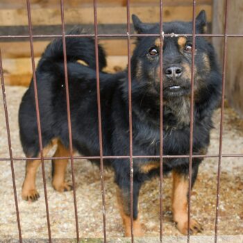 Ricky: Rüde • geb.ca. 2011-2013 • 36cm • 13.5kg