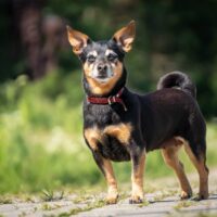 Pepe • Weibchen • geb.ca. 2014-2016 • 30cm • 5kg