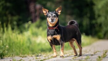 Pepe • Weibchen • geb.ca. 2014-2016 • 30cm • 5kg