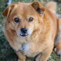 Simonas: Rüde • geb.ca. 2014-2016 • 34cm • 11.6kg