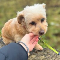 Pukute • Weibchen • geb.ca. 2016-2018 • 30cm • 8kg