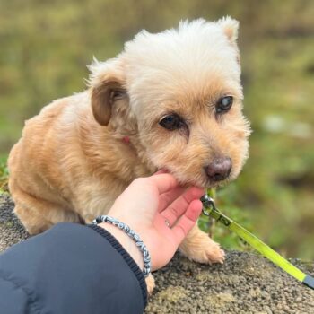 Pukute • Weibchen • geb.ca. 2016-2018 • 30cm • 8kg