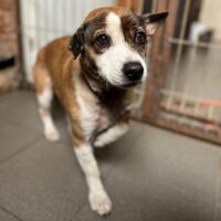Mumis – ein Senior mit einem Welpengesicht und einer Kuhkette um den Hals💔