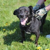 Straikas: Rüde • 37cm