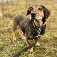 Volis: Rüde • 10+ Jahre alt • 35cm