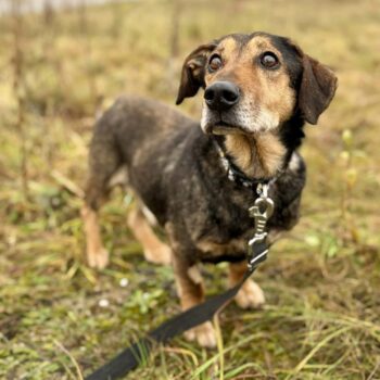 Volis: Rüde • 10+ Jahre alt • 35cm