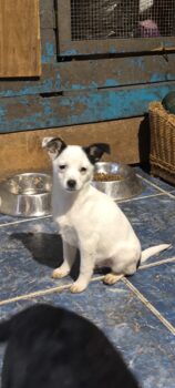 Tamy, die kleine Maus sucht ihre Menschen