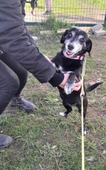 Vega Weibchen • geb.ca. 2012-2014 • 35cm