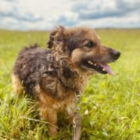 Kudlius: Rüde • geb.ca. 2014-2016 • 40cm