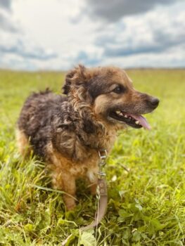 Kudlius: Rüde • geb.ca. 2014-2016 • 40cm