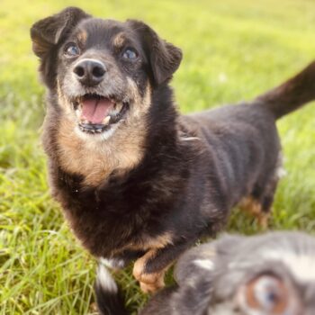 Urmas: Rüde • geb.ca. 2014-2016 • 35cm