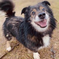 Pukis: Rüde • geb.ca. 2014-2016 • 40cm • 14kg