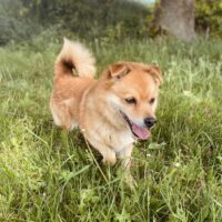 Tutis: Rüde • geb.ca. 2013-2015 • 37cm