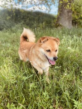 Tutis: Rüde • geb.ca. 2013-2015 • 37cm