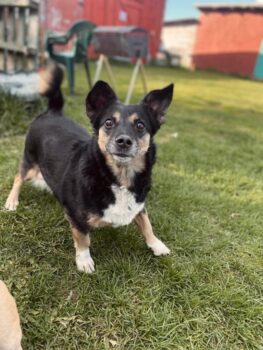 Tobyte • Weibchen • geb.ca. 2013-2015 • 35cm