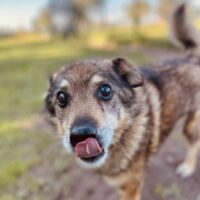 Tuzikas: Rüde • geb.ca. 2014-2016 • 42cm