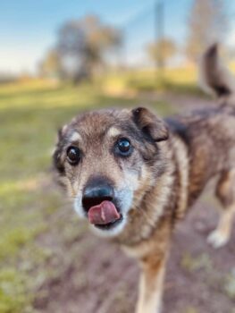 Tuzikas: Rüde • geb.ca. 2014-2016 • 42cm