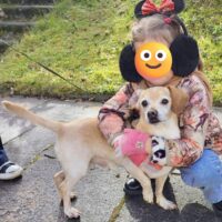 Rublis: Rüde • geb.ca. 2015-2017 • 33cm Tierheim “Telsiu Suniuku Namai”