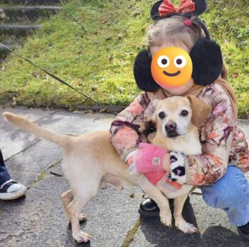 Rublis: Rüde • geb.ca. 2015-2017 • 33cm Tierheim “Telsiu Suniuku Namai”