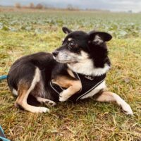 Munia: Weibchen • geb.ca. 2017-2019 • 35cm