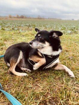 Miniaturansicht für das Anzeigenbild