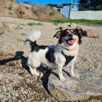 Schefukas: Rüde • geb.ca. 2016-2018 • 35cm