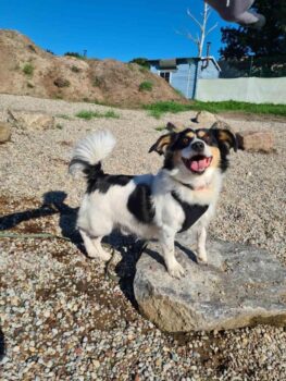 Schefukas: Rüde • geb.ca. 2016-2018 • 35cm