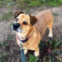 Bite: Weibchen • geb.ca. 2016-2018 • 40cm • 16kg