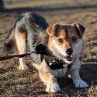 Alnas: Rüde • geb.ca. 2018 • 35cm (ein Leben lang im Tierheim 😭)