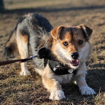 Miniaturansicht für das Anzeigenbild