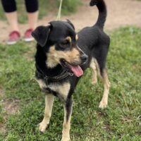 Rikutis: Rüde • geb.ca. 2019-2021 • 40cm