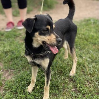 Miniaturansicht für das Anzeigenbild