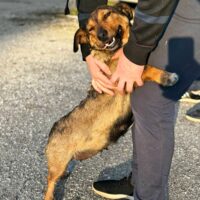 Kamille: Weibchen • geb.ca. 2021-2023 • ca. 35cm - kennt Katzen