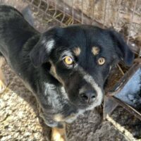 TOBY (30-35 cm / geb. 03/2025)