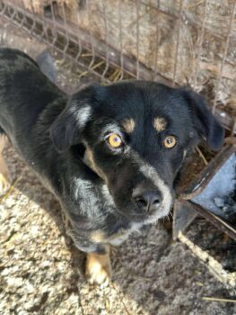 TOBY (30-35 cm / geb. 03/2025)