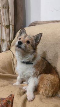 CHUBAIS - ca. 3 Jahre, ca. 25-30 cm