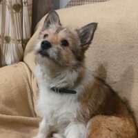 CHUBAIS - ca. 3 Jahre, ca. 25-30 cm